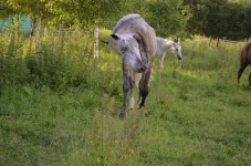 PfoLw2WK_sM.webp