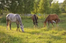 TxIps88n40o.webp