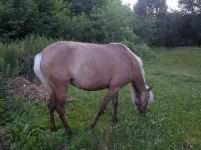 SAM_1498.webp