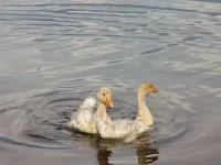 гуси2.webp