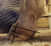 hoof_lines.webp