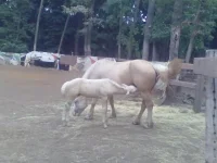 11072013115.webp
