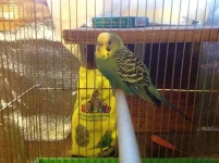 image.webp