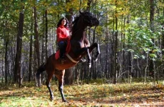 x_7d7461e4.webp