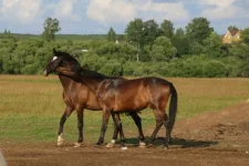 35qeRDGr1_M.webp