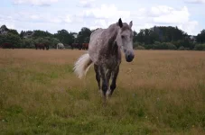 ri_oDkOGJtY.webp