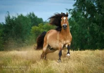 1333037335_aa5ae246.webp