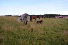 IcRHHj58RBg.webp