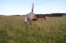 O1zswvJGlZ8.webp