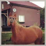 Близко.webp