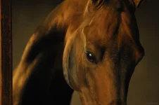 1001534_565381500192947_1180357891_n.webp