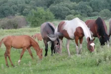 396962_DSC05315.webp