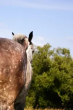 n-fjY1RSDqc.webp