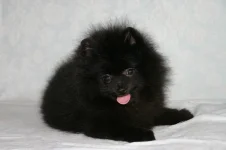 black2.webp