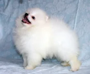 white1.webp