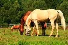 rtKap_mswrk.webp