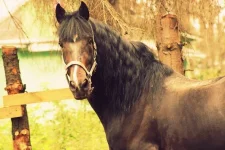 cOUo5onkhfI.webp
