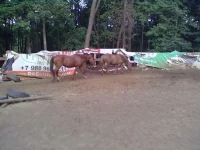 11082013191.webp
