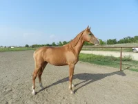 DSCN1270.webp