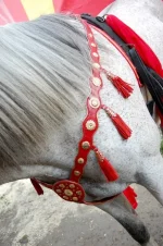 Am6IRHsGvUs.webp