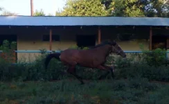 Ника август 2013.webp