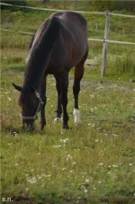 вп2.webp