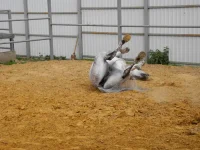 DSCN6247.webp