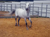 DSCN6267.webp