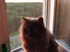 Untitled-1.gif