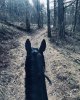 horses_toksovo_99072385_143078793960266_1354144410328874367_n.jpg