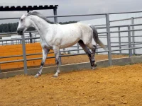 DSCN6271.webp