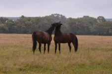 4QSkDJ_KNjQ.webp