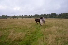 lUjzMoEAxf8.webp
