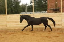 image.webp