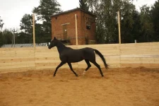 image.webp