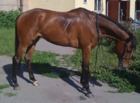 Ника май 2010.webp