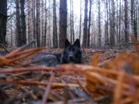 Volk.webp