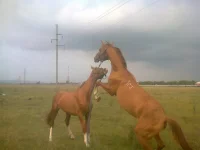 IMG-20130904-WA0010.webp