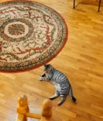 WED_8742_-______.webp