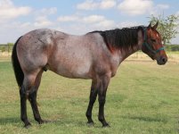 1543925883_2-red_roan_quarter_horse.jpg
