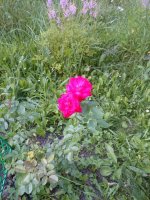 B42C8BF1-31DB-49F0-AFD5-52899326B95B.jpeg