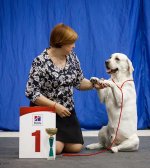 foto-labradora -TS-Brigadier.jpg