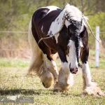 034CCDC1-202F-46D1-8DD2-0567EB9A3F8F.webp