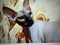 C4F68F94-066C-4590-BCDE-619DD347D704.jpeg C4F68F94-066C-4590-BCDE-619DD347D704.jpeg