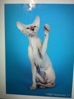 0A6E8B7B-34CC-4BCA-95DC-89420F4B12E4.jpeg 0A6E8B7B-34CC-4BCA-95DC-89420F4B12E4.jpeg