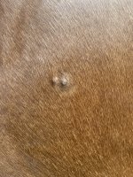 2CC75599-1289-4210-A93A-5117317F63D4.jpeg
