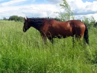 Гонг (1).webp