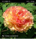 Screenshot_20220620-191342_Yandex.jpg
