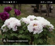 Screenshot_20220620-191542_Yandex.jpg