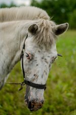 DSC_0162.jpg